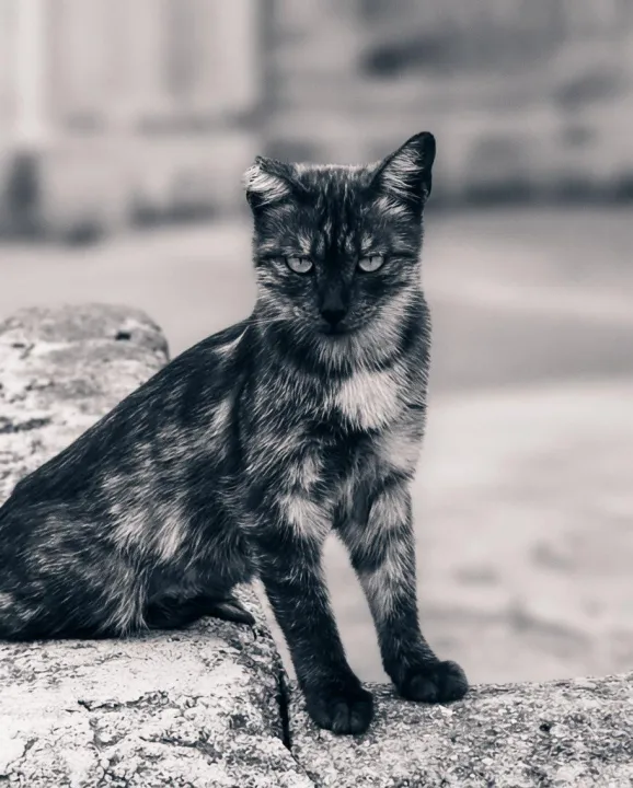 Anın Fotoğrafı