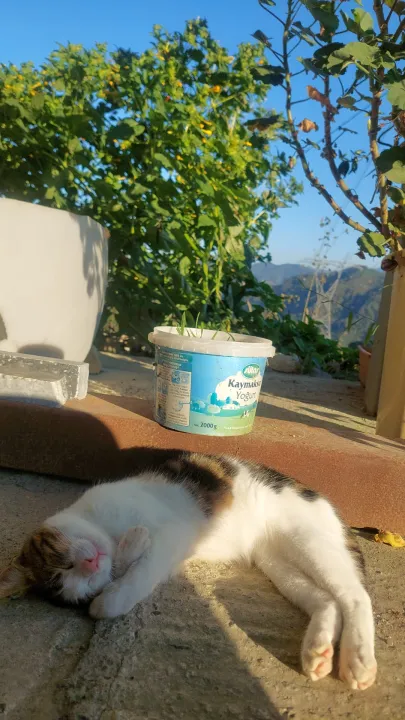 Anın Fotoğrafı