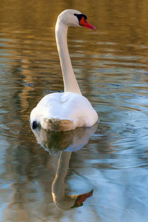 Anın Fotoğrafı