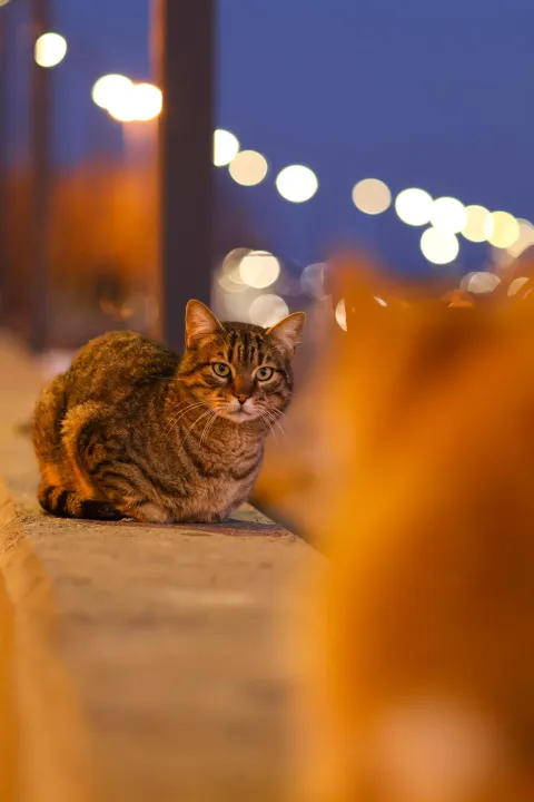 Anın Fotoğrafı
