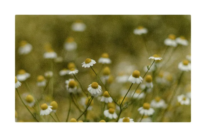 Anın Fotoğrafı