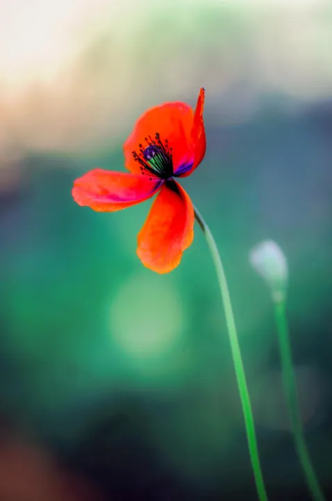 Anın Fotoğrafı