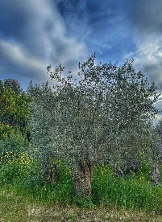 Anın Fotoğrafı