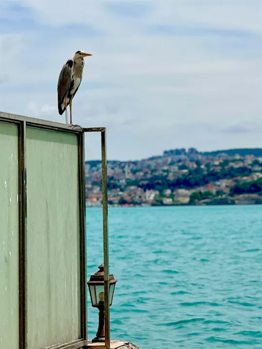 Çoklu paylaşım