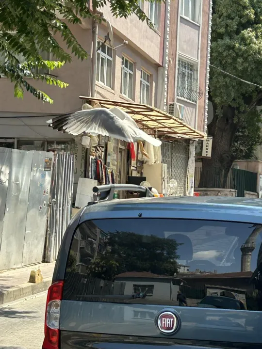 Anın Fotoğrafı