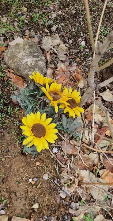 Anın Fotoğrafı