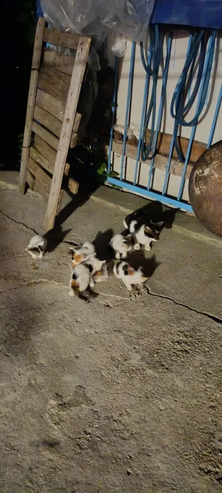 Çoklu paylaşım