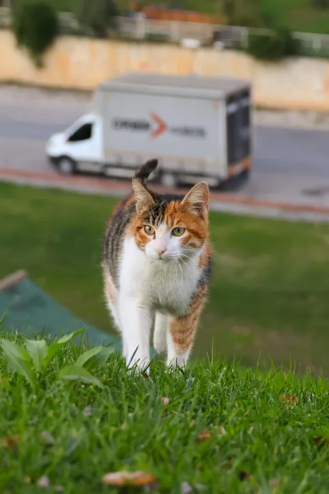 Anın Fotoğrafı