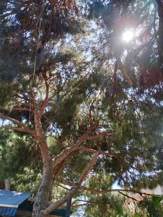 Anın Fotoğrafı