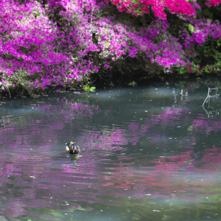 Anın Fotoğrafı