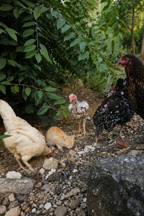 Anın Fotoğrafı