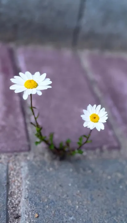 Anın Fotoğrafı