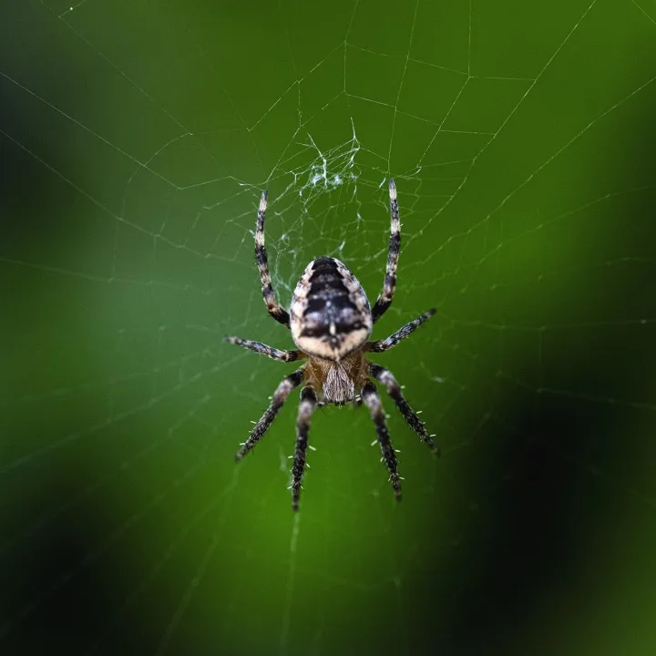 Anın Fotoğrafı