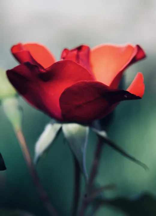 Anın Fotoğrafı