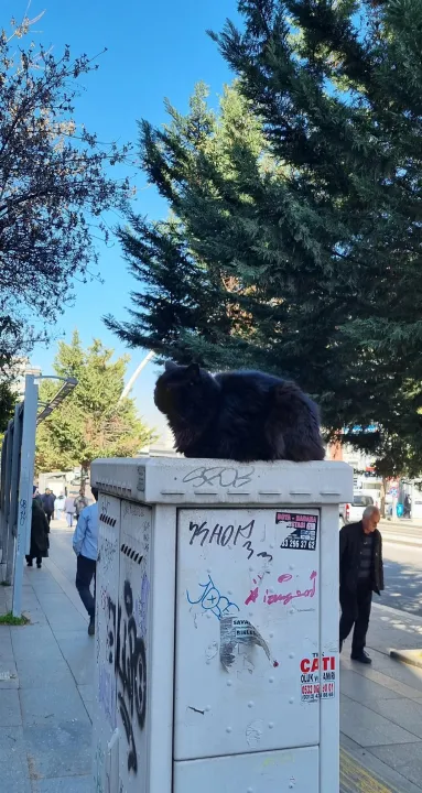 Anın Fotoğrafı
