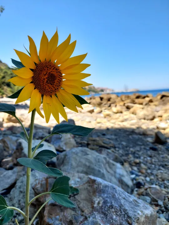 Anın Fotoğrafı