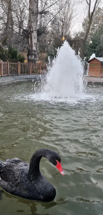 Anın Fotoğrafı