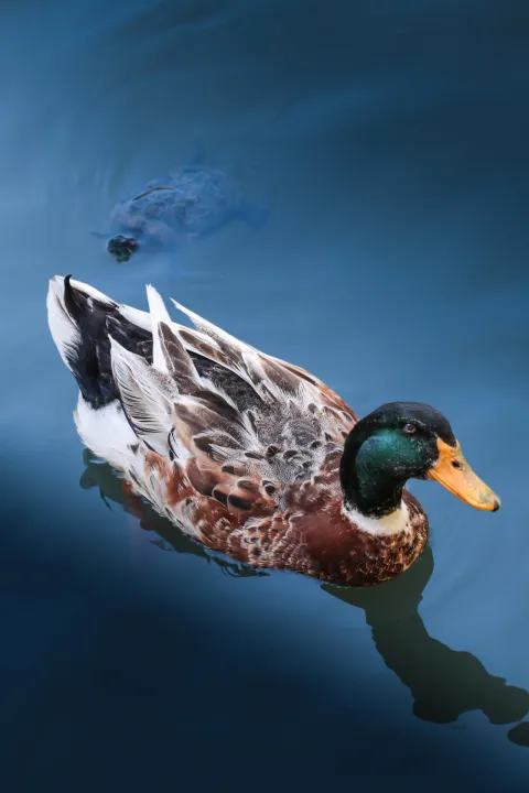 Anın Fotoğrafı