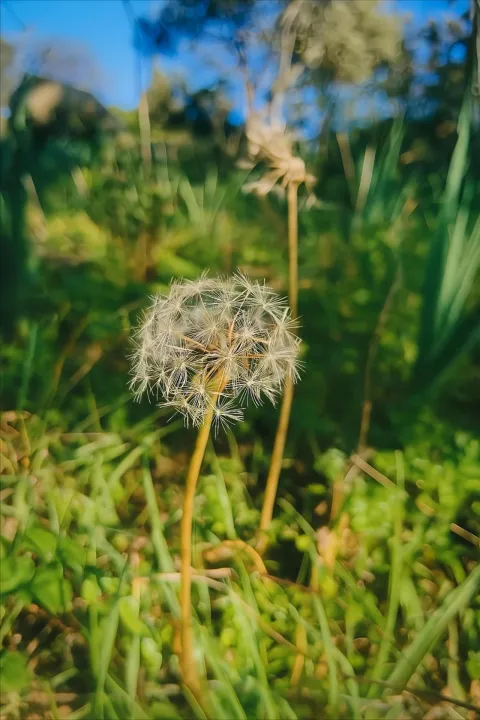 Anın Fotoğrafı