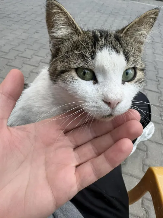 Anın Fotoğrafı