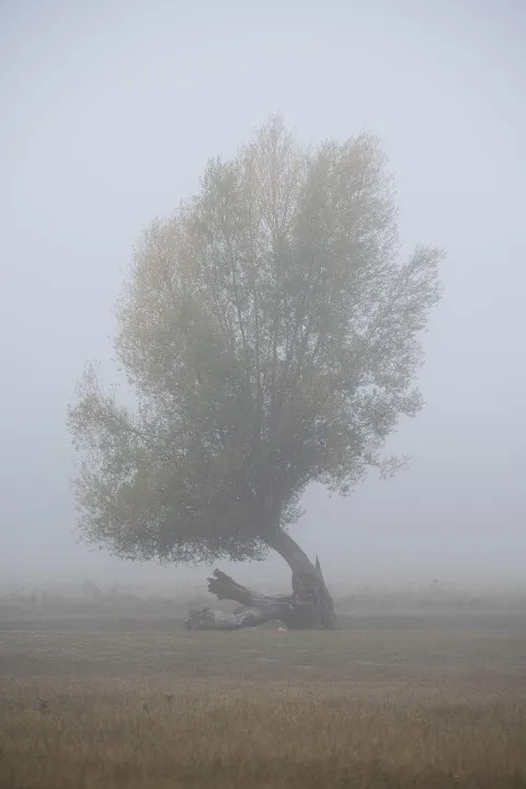 Anın Fotoğrafı