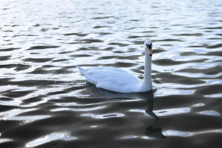 Anın Fotoğrafı