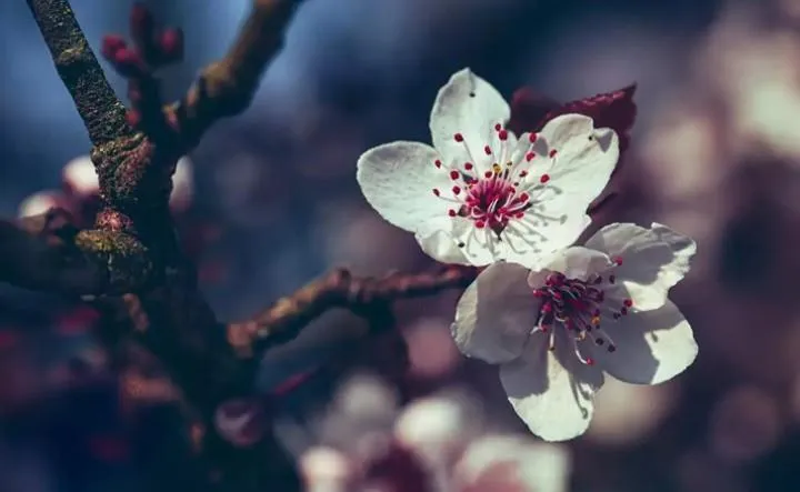 Anın Fotoğrafı