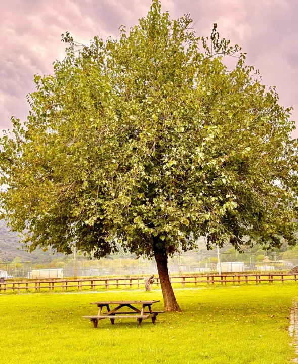 Anın Fotoğrafı