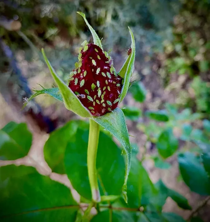 Anın Fotoğrafı