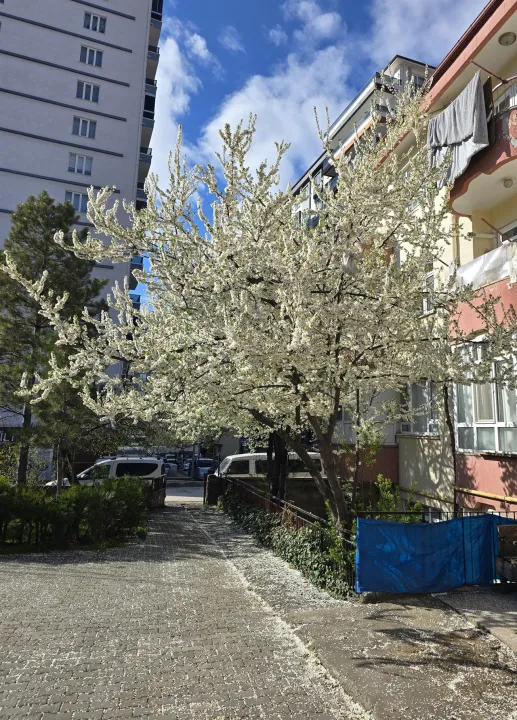 Anın Fotoğrafı