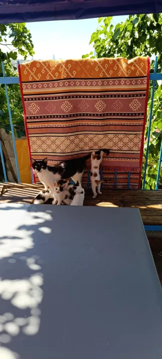 Çoklu paylaşım