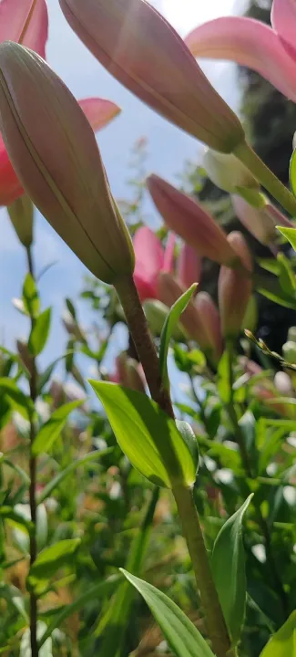Anın Fotoğrafı
