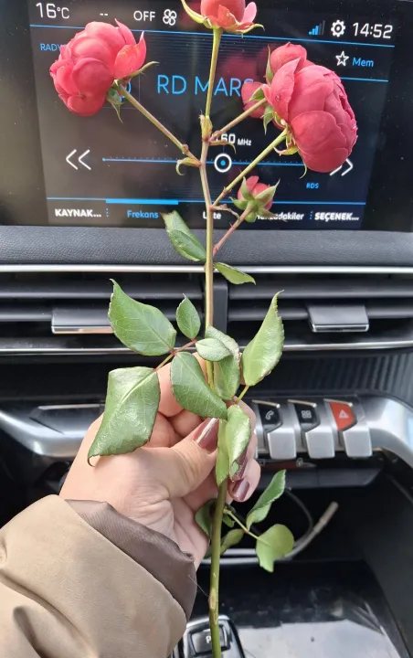 Anın Fotoğrafı