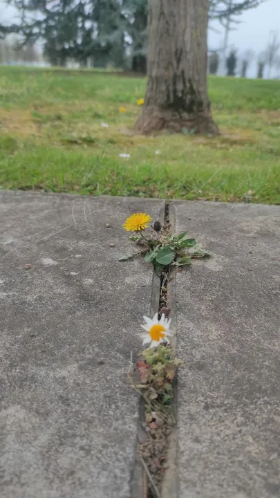 Anın Fotoğrafı